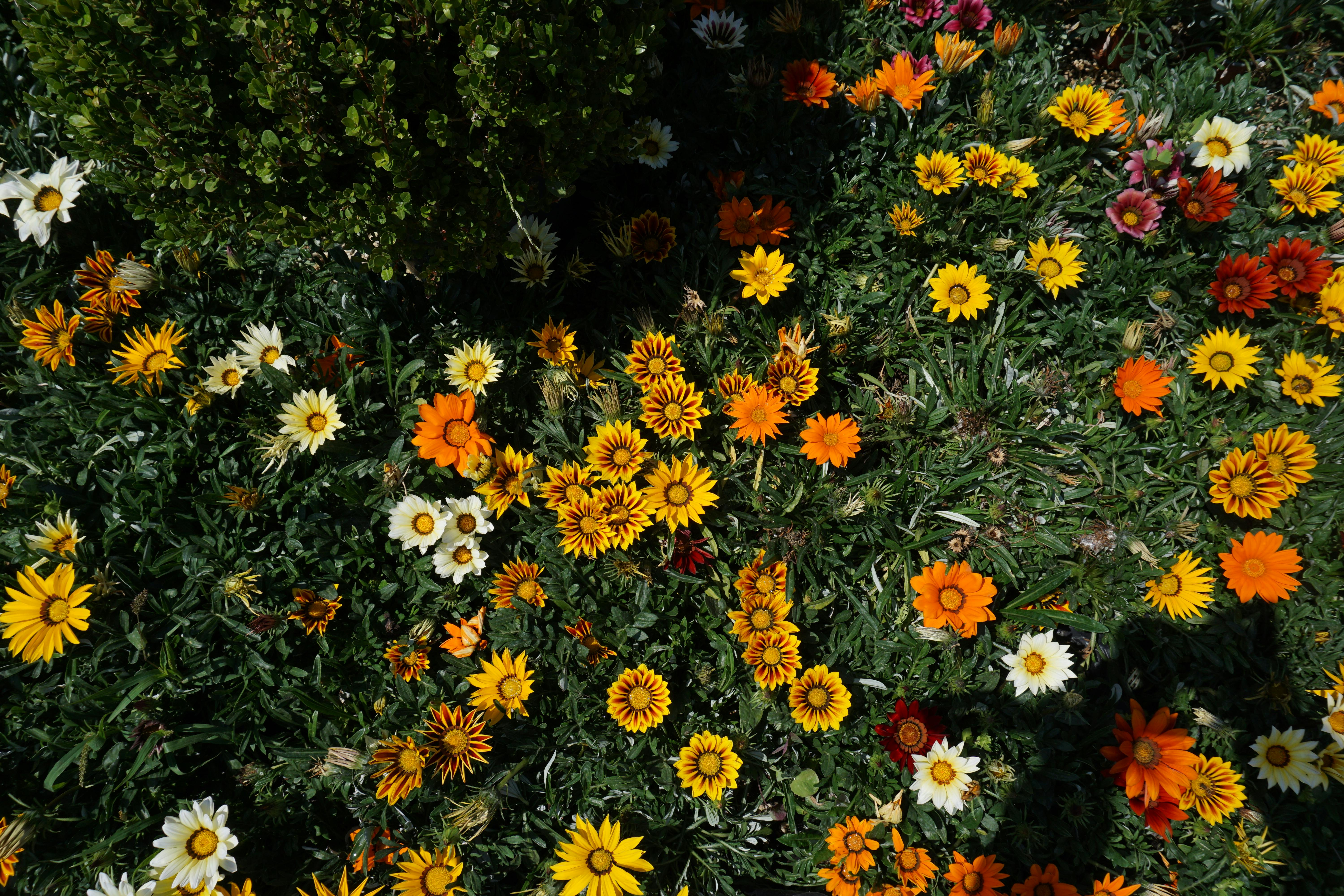 A colorful display of Gazania flowers in full bloom in a garden in Heraklion, Greece.