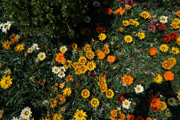 A Colorful Daisies In The Garden