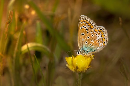 Spotted Butterfly on Yellow Flower