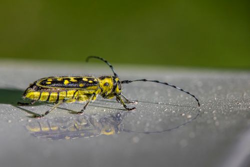 Free Detailed macro shot of a yellow spotted beetle reflecting on a shiny surface, highlighting its intricate details. Stock Photo
