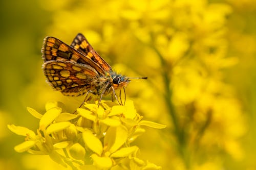 Butterfly on Yellow Flowers