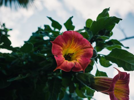 Angels Trumpet Flower