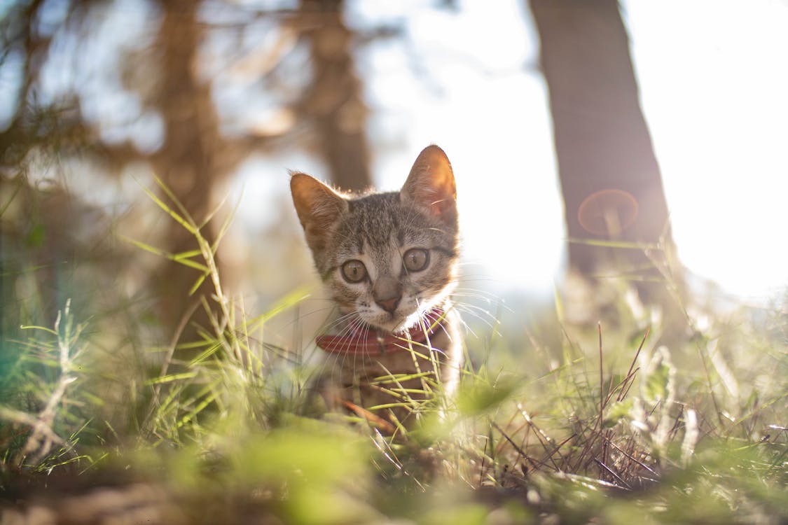 Бесплатное стоковое фото с животное, котенок, лес