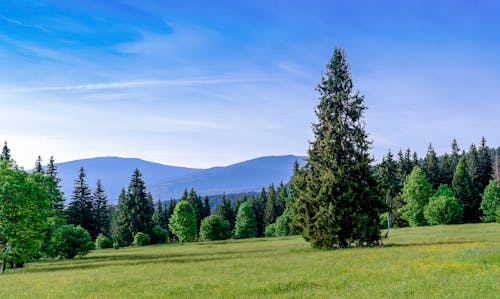 Základová fotografie zdarma na téma jehličnany, krajina, les