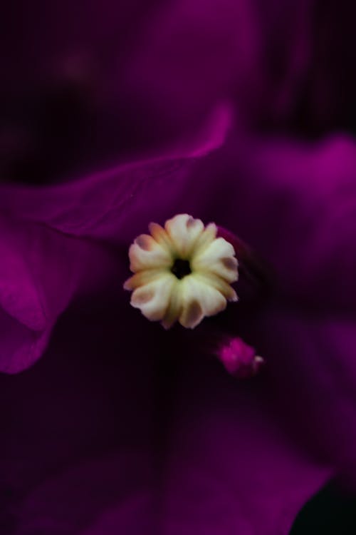 Kostnadsfri bild av blomma, bokeh, detaljer