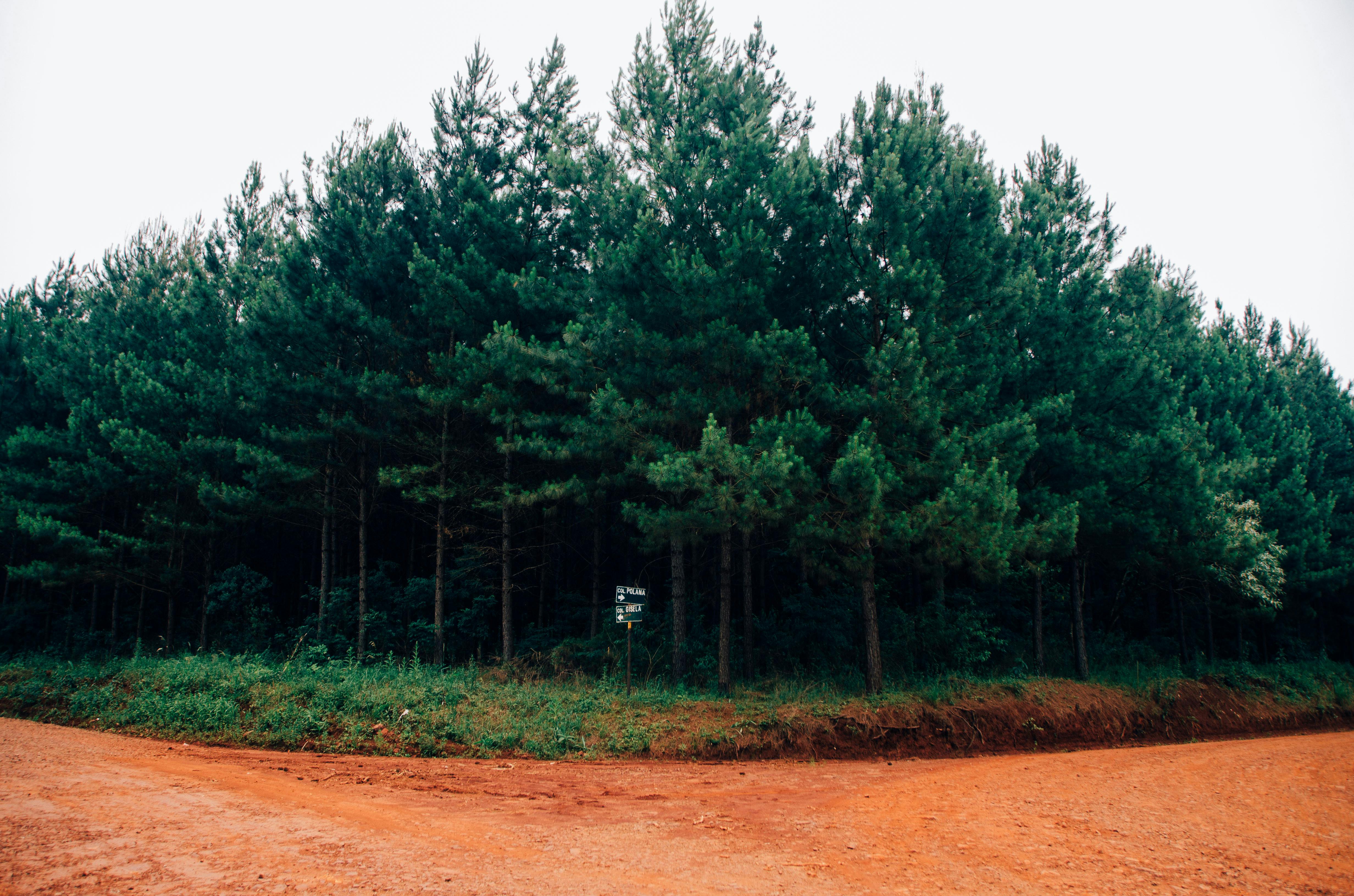 A dirt road meeting in a lush, green pine forest, perfect for adventure seekers.