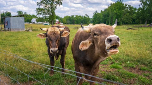 Foto stok gratis agrikultura, bidang, binatang