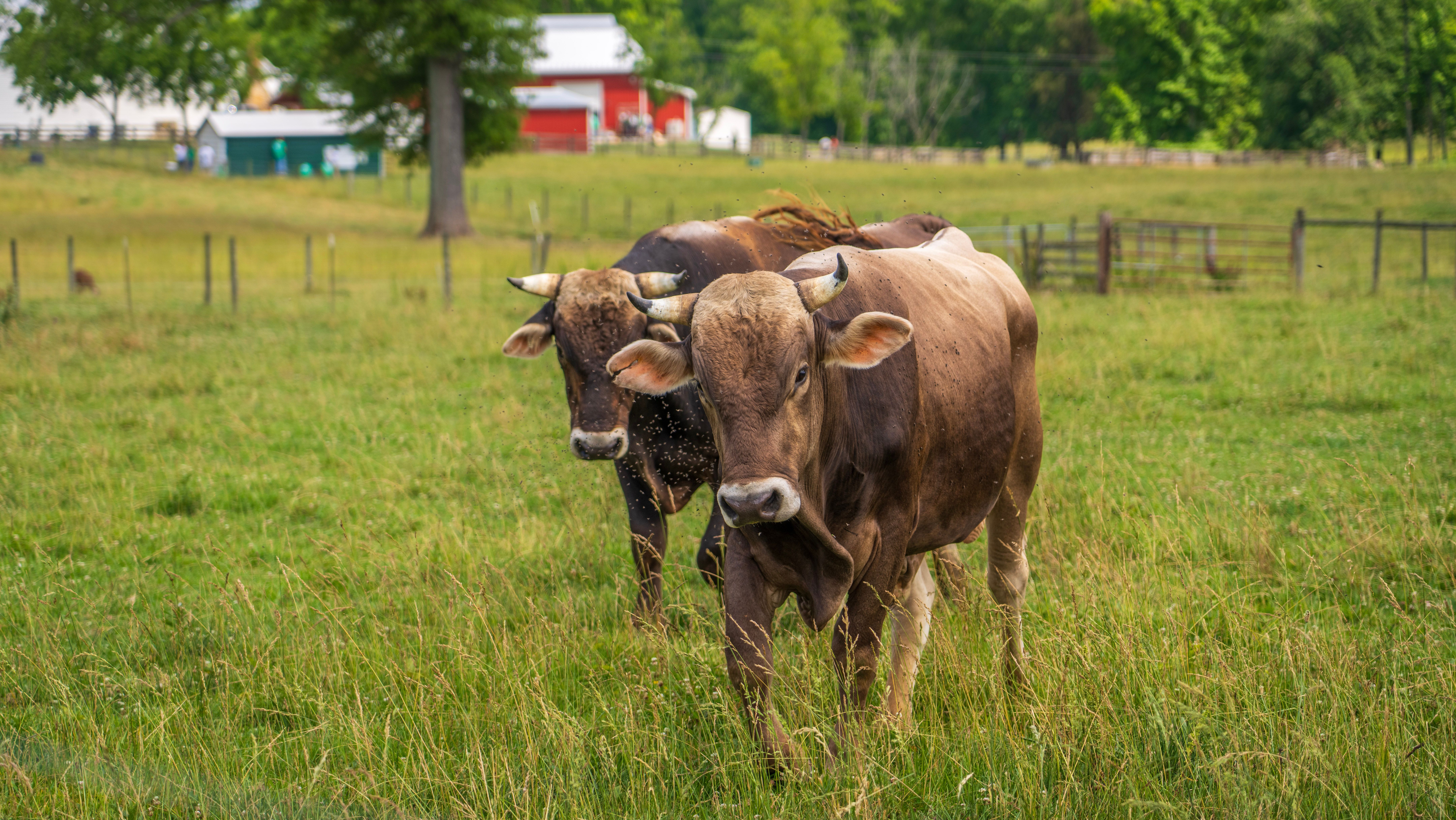 Cattle grazing in a field beside a red barn on a family farm