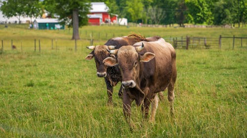 吃草, 奶牛, 牧場 的 免費圖庫相片