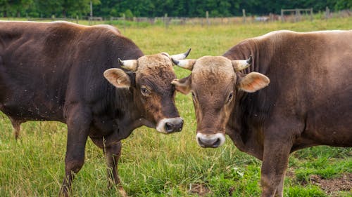 Безкоштовне стокове фото на тему «корови, пасовище, роги»