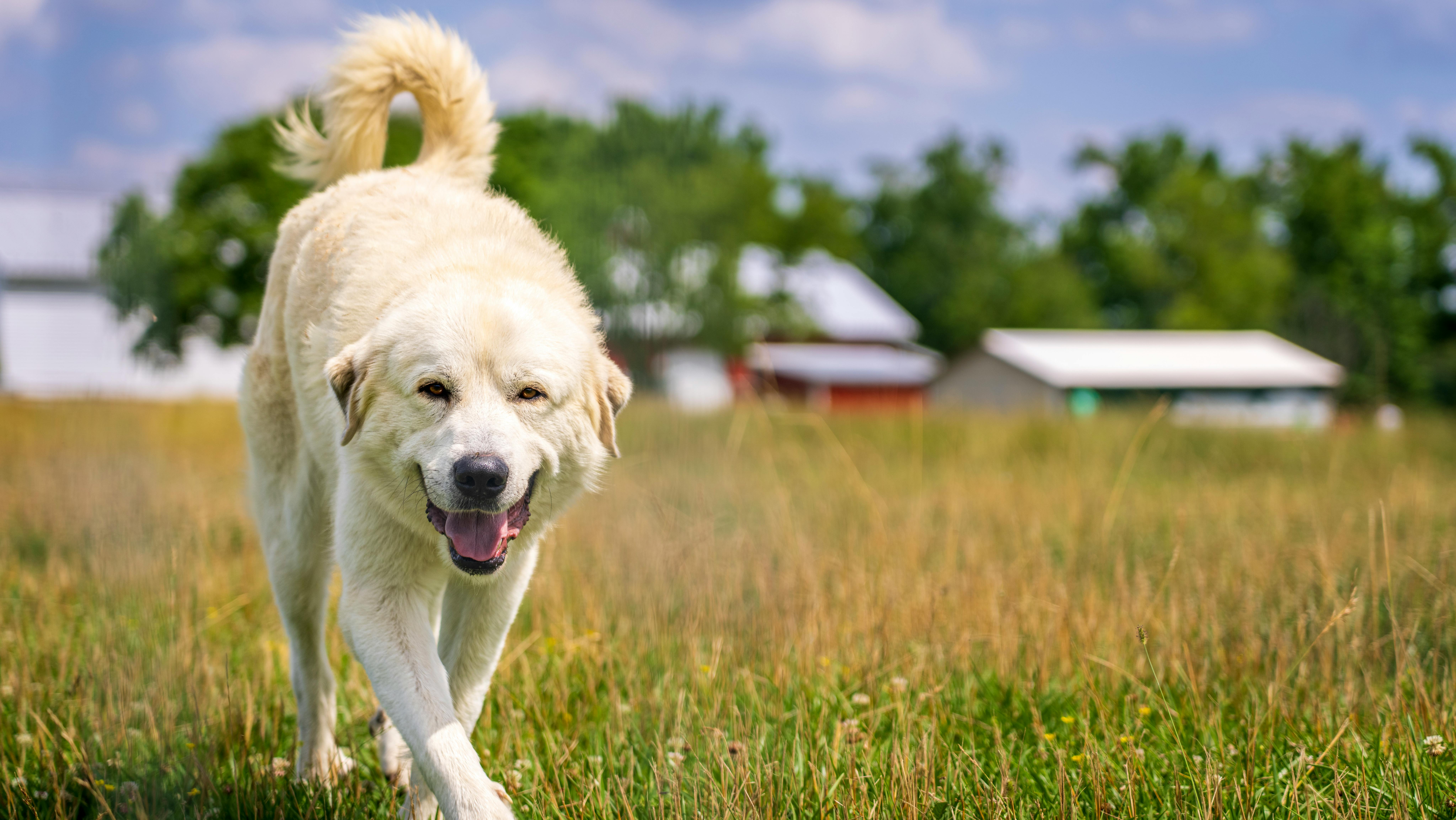 Discover Great Pyrenees Names: Unique & Lovable Ideas Inside