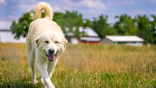 Foto stok gratis anjing gunung pyrenean, bidang, binatang