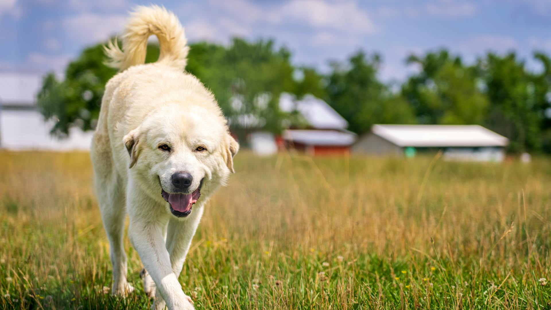 De Pyreneeënhond op het veld