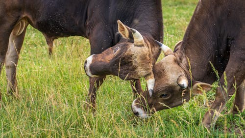 Cows Touching with Heads