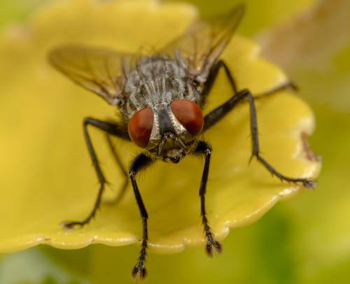 Close up of Fly on Flower