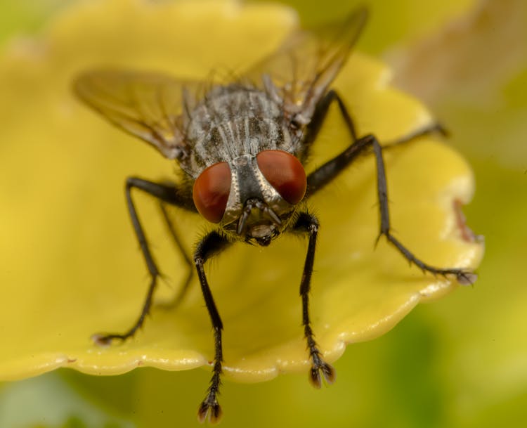 Close Up Of Fly On Flower