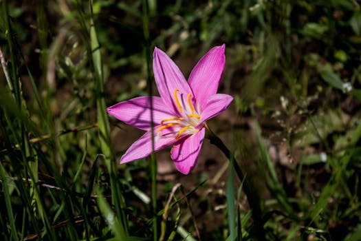 Close-up of a vibrant pink rain lily blooming amidst green grass outdoors.