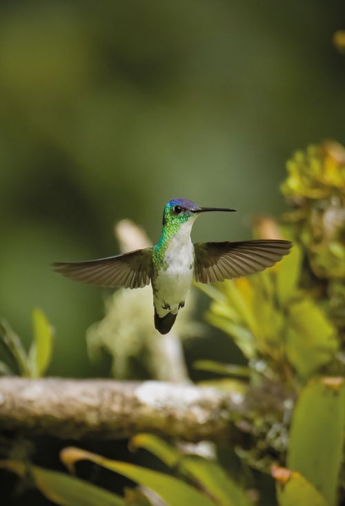 Free A stunning Andean Emerald hummingbird hovers in mid-air showing vibrant green plumage in a lush Colombian forest. Stock Photo