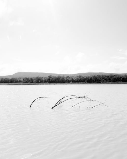 Branches Coming Out of Water