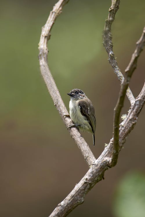 Close up of Small Bird on Branches