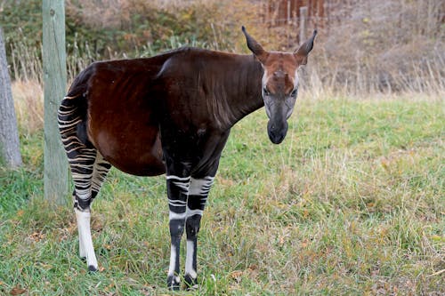 An Okapi on a Grass Field 