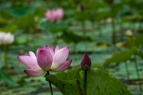 Close up of Lotus Flowers