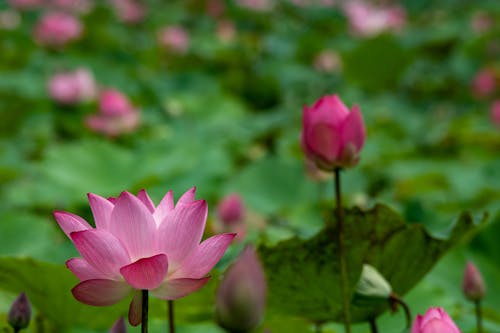 Gratis arkivbilde med blomster, blomsterblad, frisk