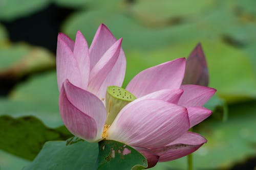 Imagine de stoc gratuită din a închide, floare, lotus