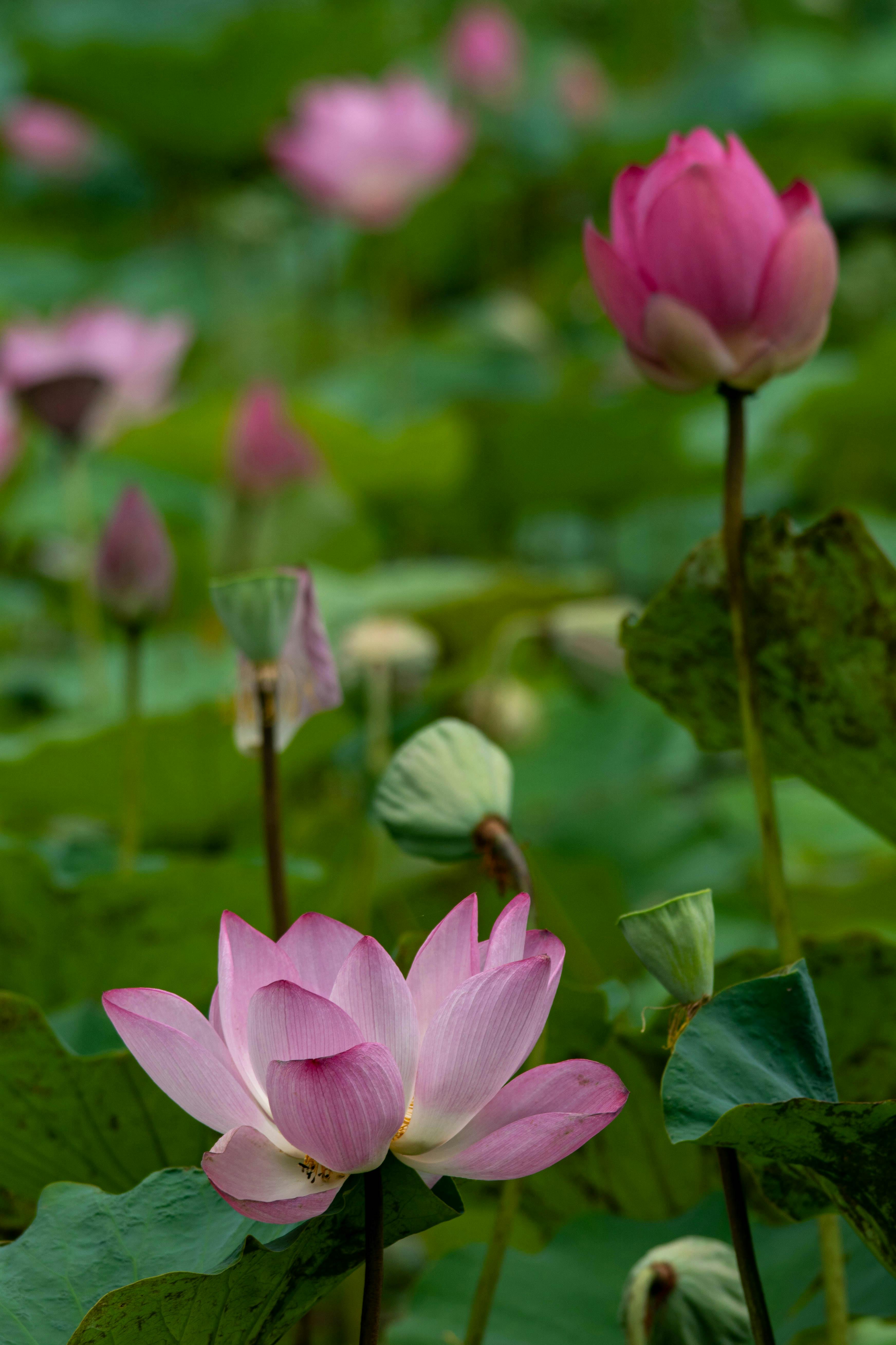 Closeup of Pink Lotus in Blossom · Free Stock Photo