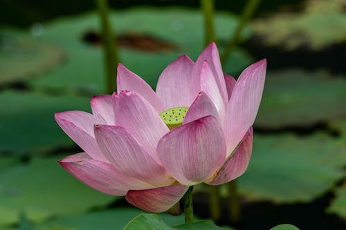 Imagine de stoc gratuită din a închide, floare, lotus