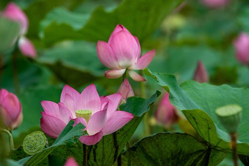Gratis lagerfoto af grønne blade, kronblade, lotusblomst