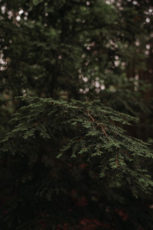 Free Detailed close-up of an evergreen branch in a dark, serene forest setting. Stock Photo