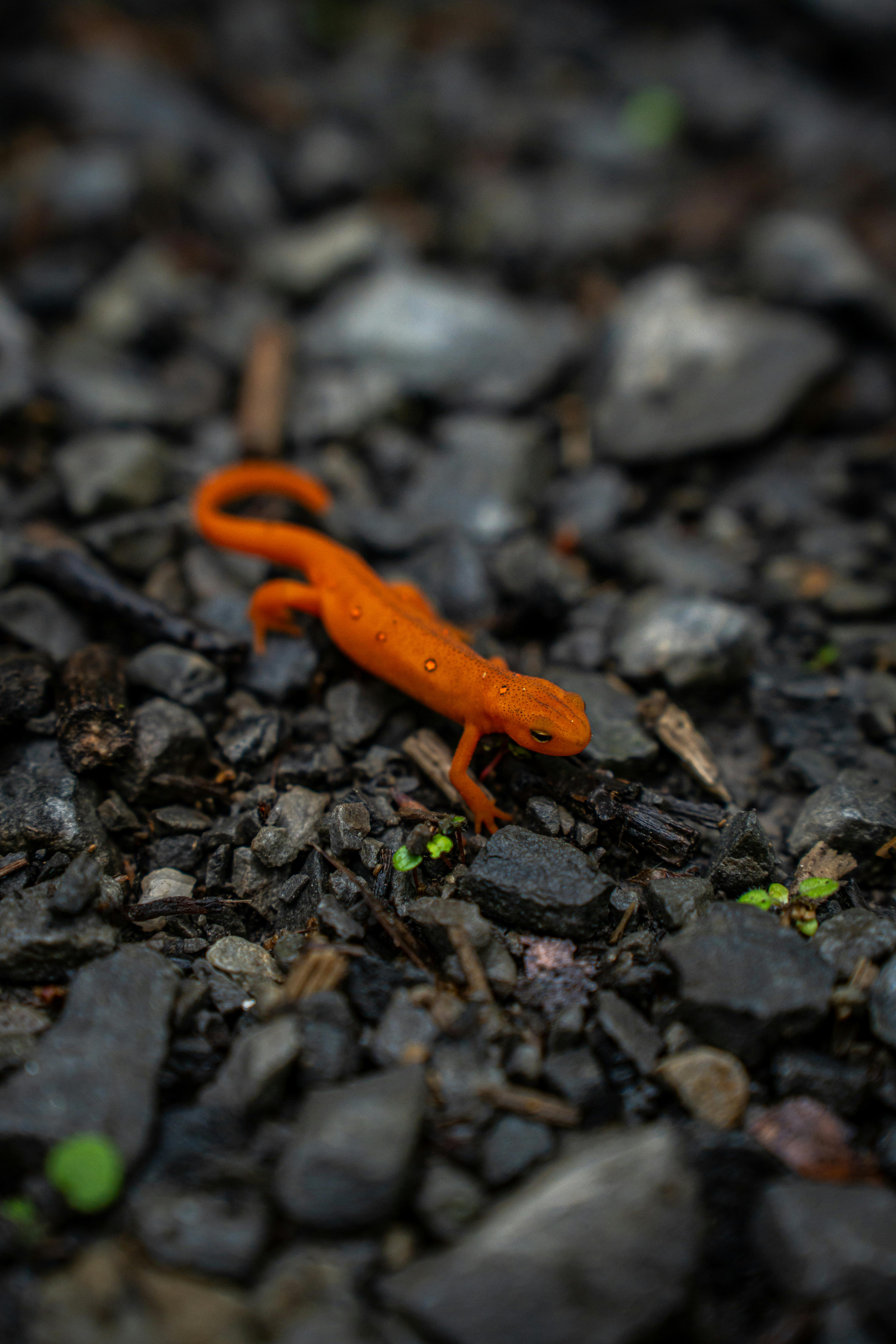 1,800+ Newt Lizard Pictures Stock Photos, Pictures & Royalty-Free