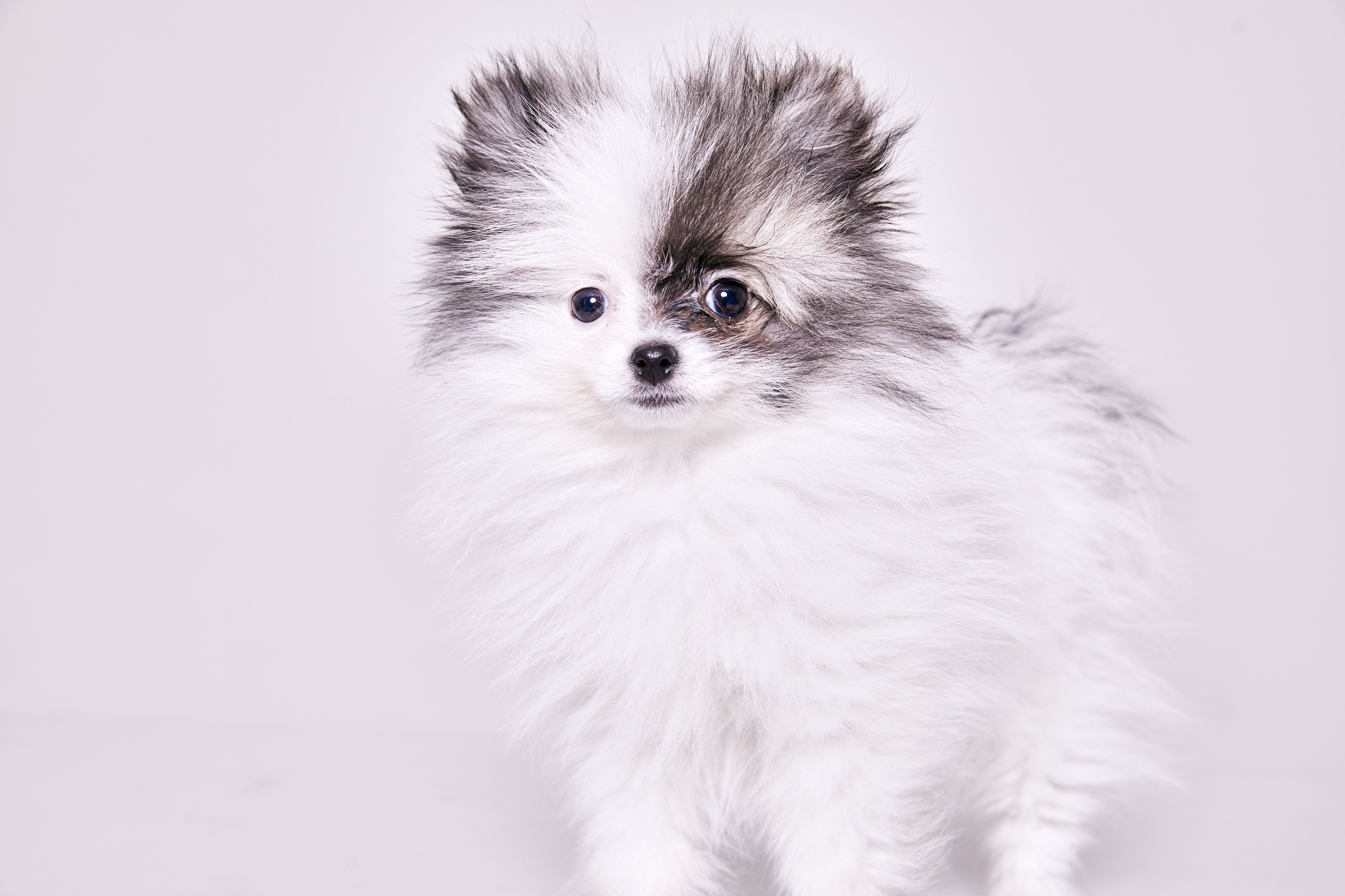 Adorable Pomeranian puppy with fluffy white and gray coat on white background.