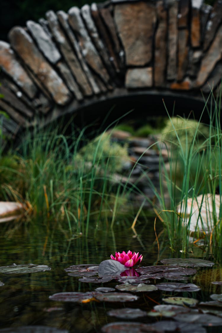 Pink Lotus Flower Blooming In A Pond With An Old Arched Stone Bridge