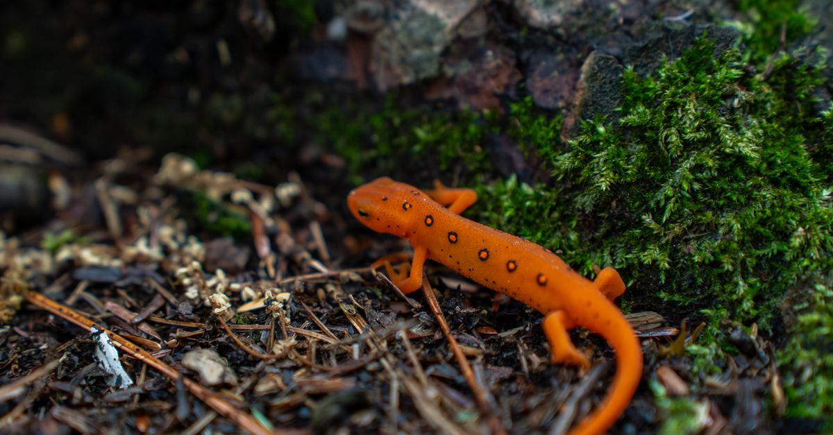 Tree Newt Orange Juvenile Newt Crawling on the Forest Floor · Free Stock Photo