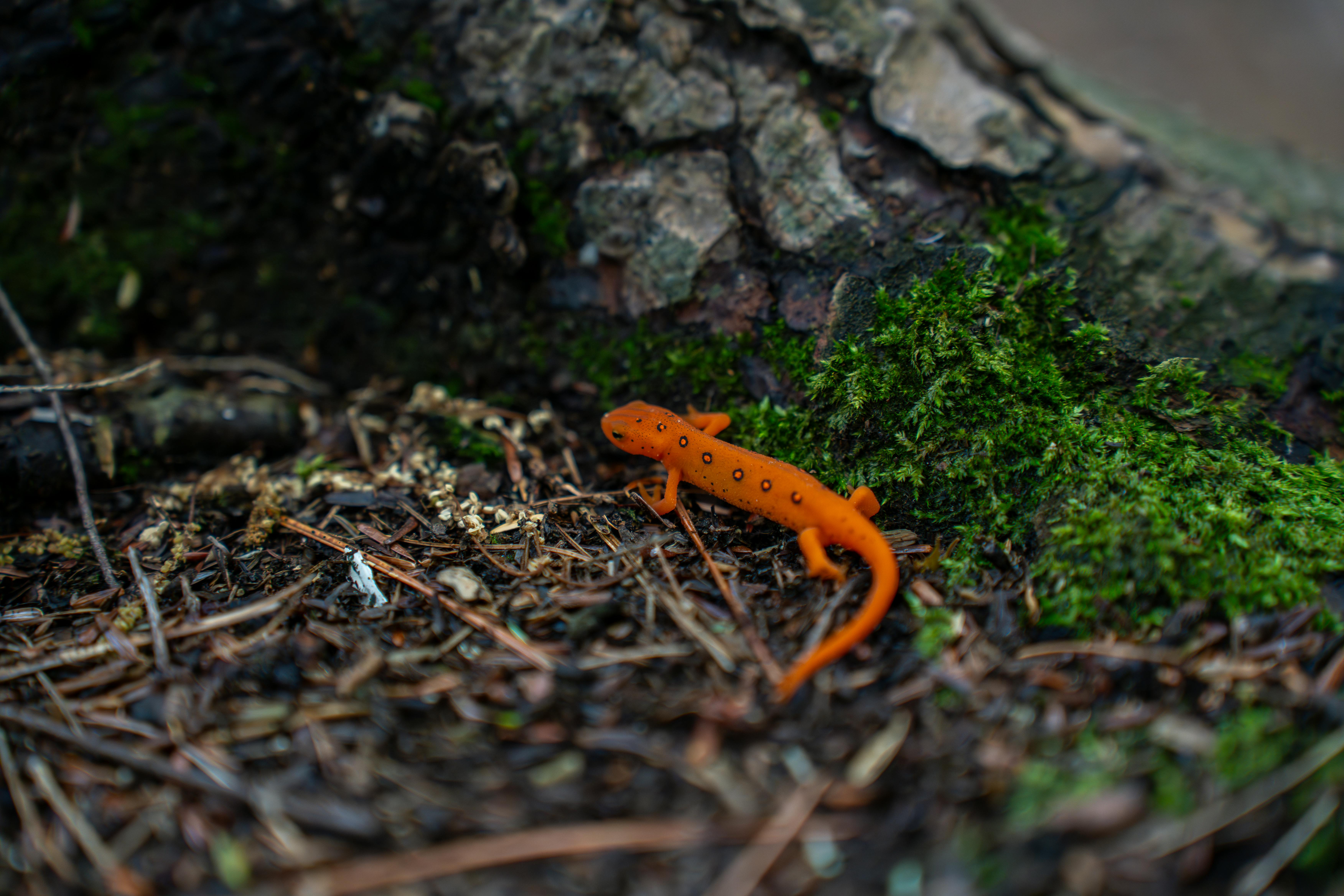 1,800+ Newt Lizard Pictures Stock Photos, Pictures & Royalty-Free