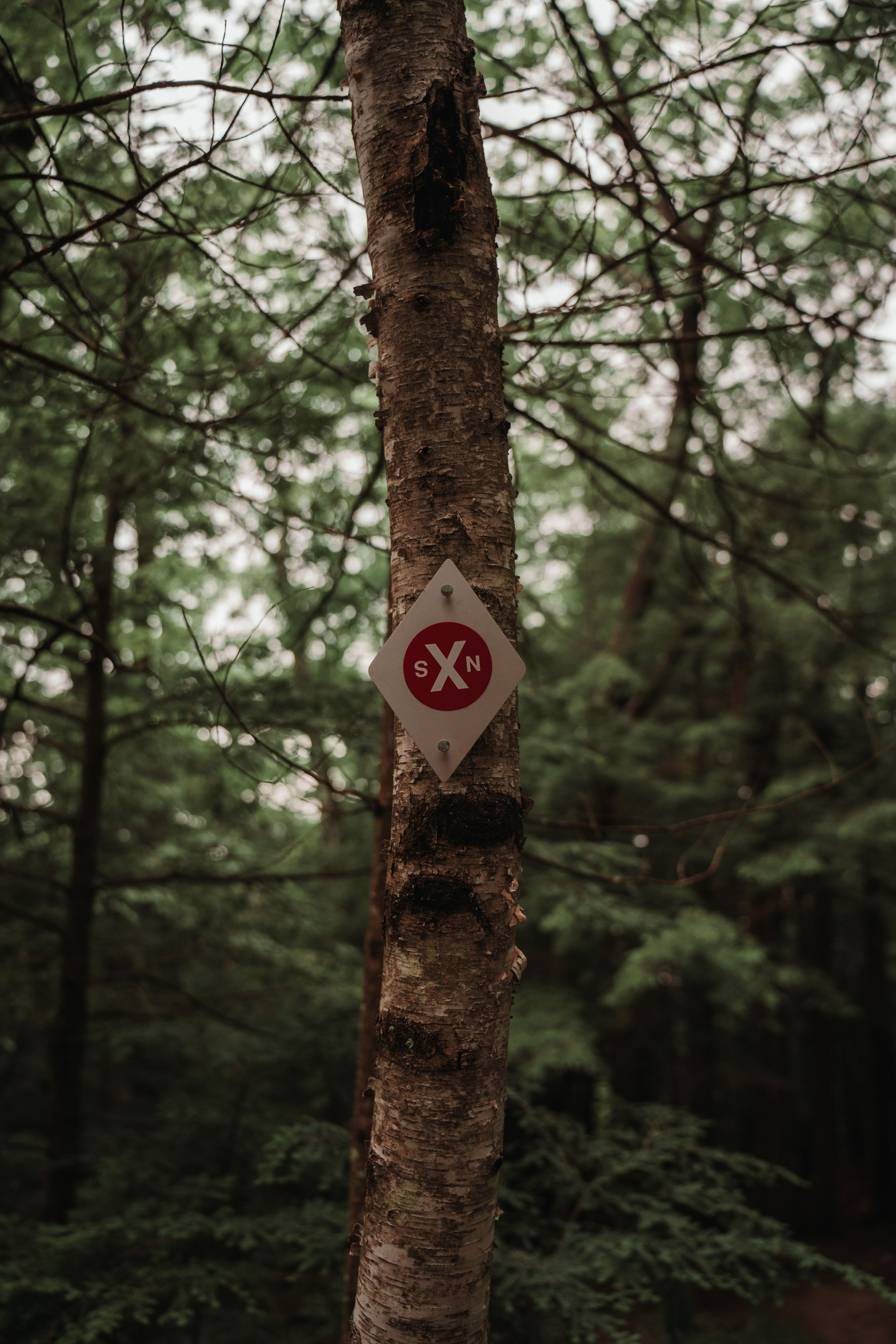 Photo of a Tree with a Sign on the Trunk · Free Stock Photo