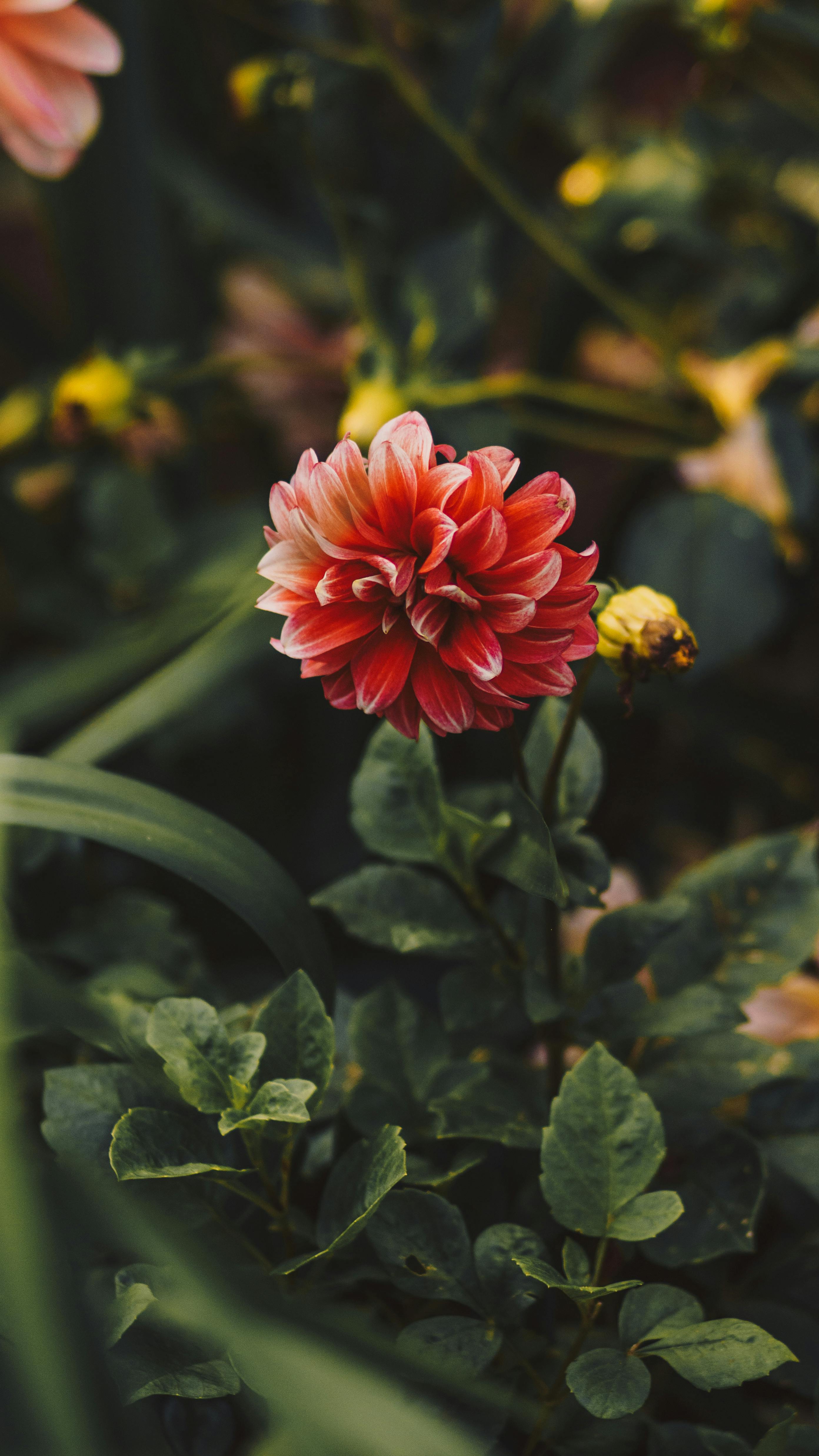 Bright red dahlia blossom in a green garden setting, showcasing lush foliage and natural beauty.