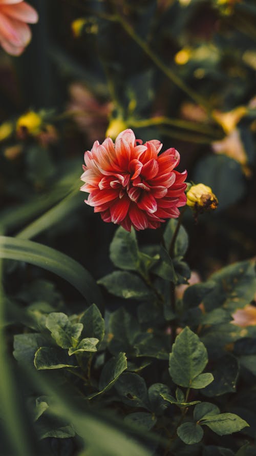 Foto profissional grátis de flor, foco seletivo, folhas