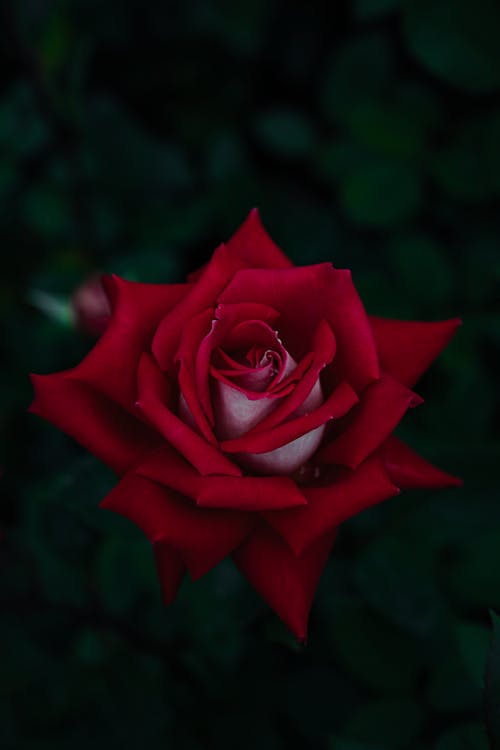 Darmowe zdjęcie z galerii z ciemny, czerwona róża, kwiat