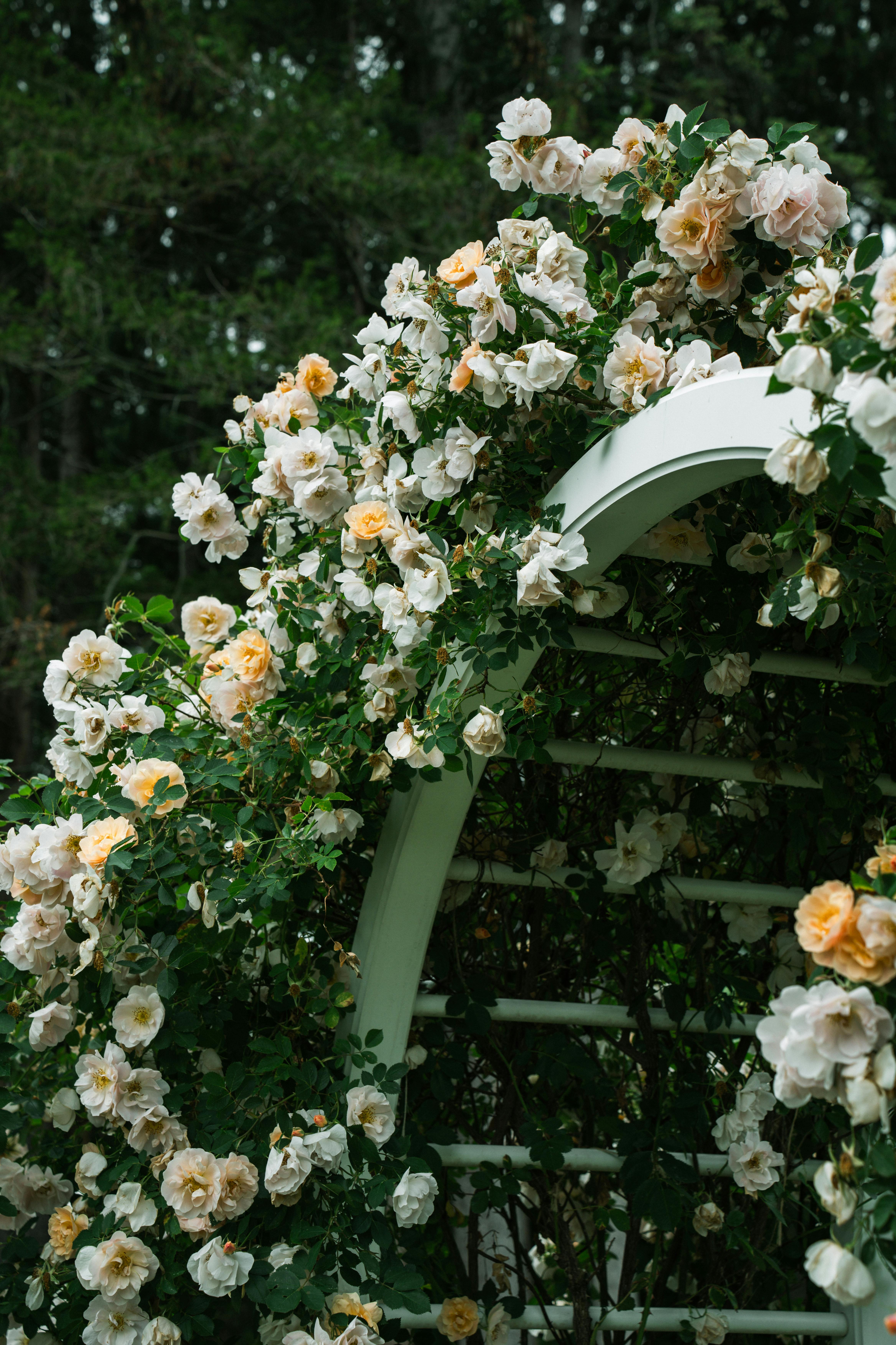 Beautiful arch adorned with blooming flowers, perfect for weddings or garden aesthetics.