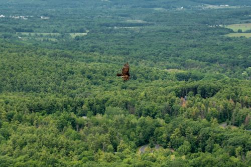 Free A hawk gracefully flying over a vast green forest valley with a scenic summer view. Stock Photo