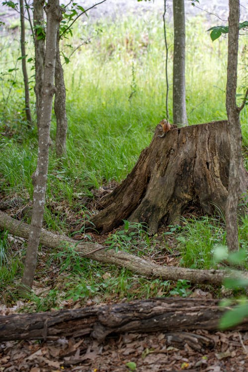 Tree Log in Green Summer Forest