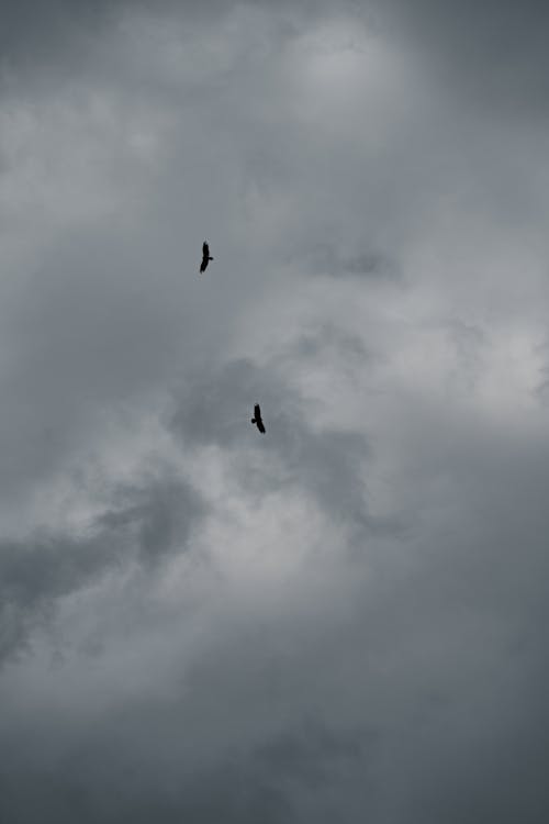 Birds Flying in Cloudy Sky
