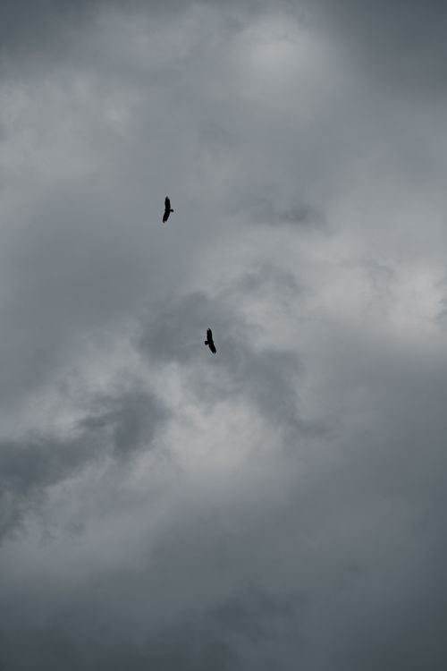 Free Two silhouetted birds fly against a moody, cloudy sky, capturing a peaceful yet dramatic scene. Stock Photo