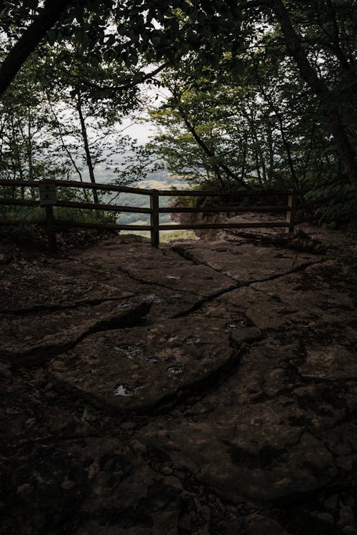 Immagine gratuita di alberi, foresta, natura