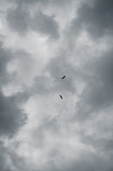 Brave Your Stormy Skies Take Flight