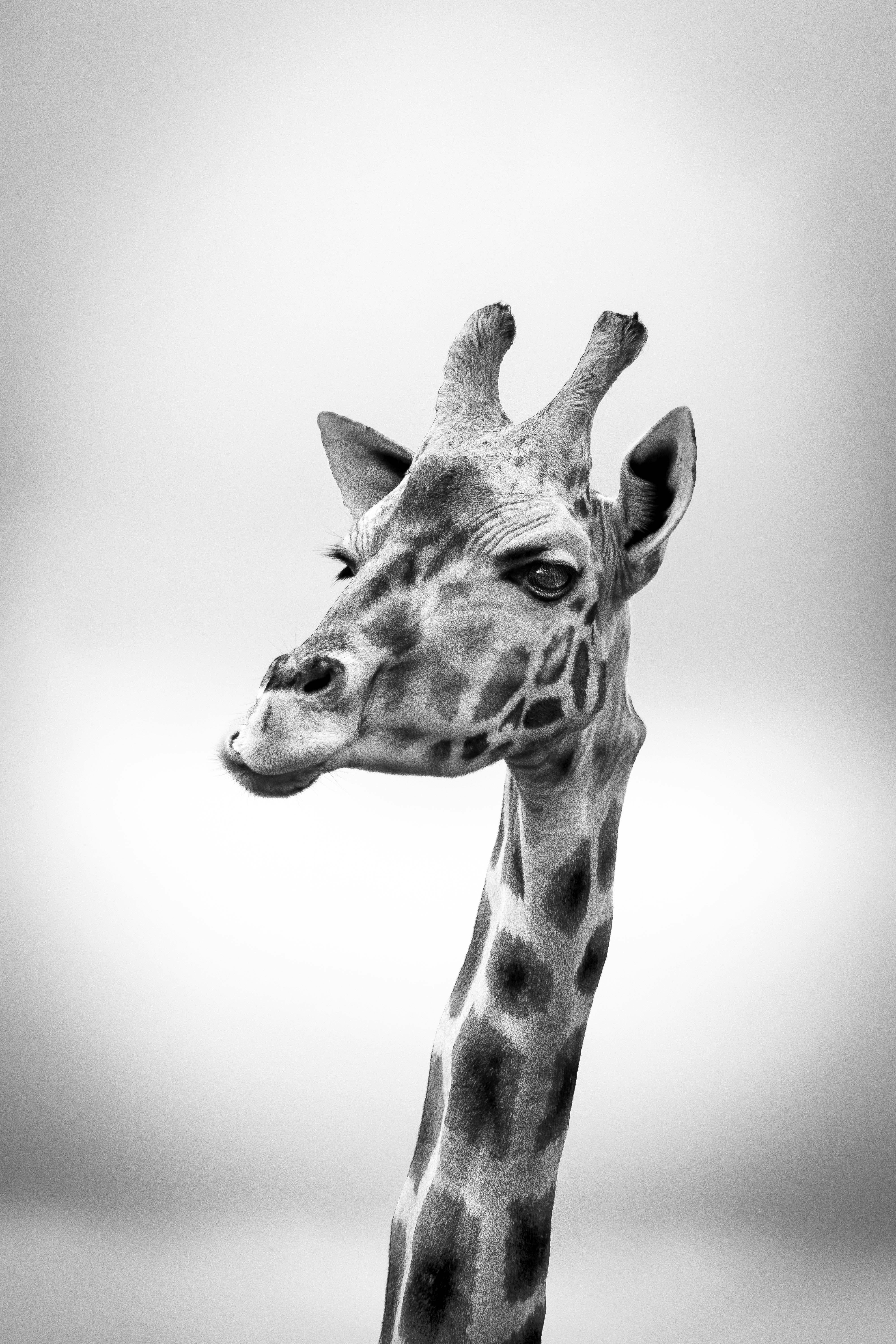 Free stock photo of africa, animal, background