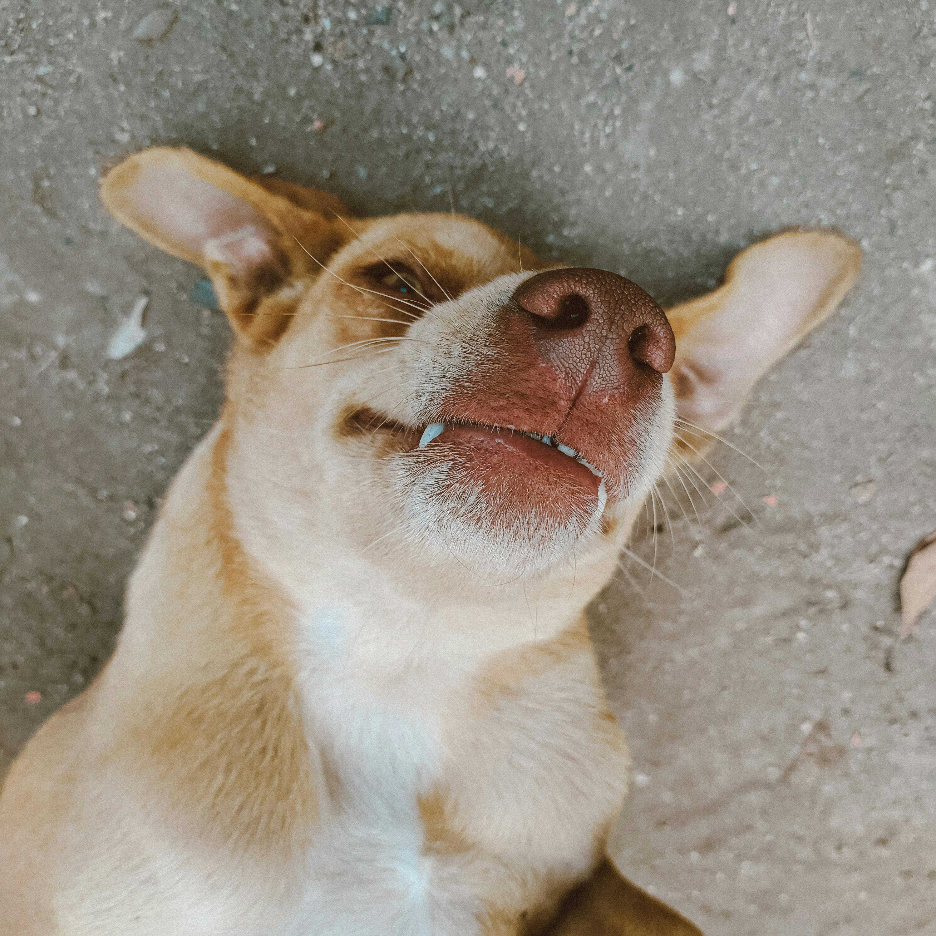 Cooper - Mixed Breed